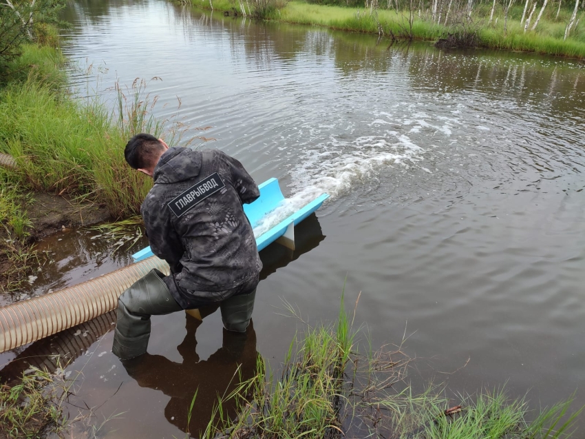 ​Более 2 миллионов мальков рыб выпустили в 2024 году в водоемы Забайкалья